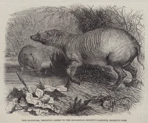 Der Babirussa, kürzlich in die Gärten der Zoologischen Gesellschaft, Regent